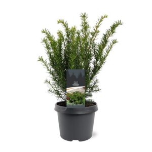 Taxus media Densiformis Taxus media 'Farmen'
(1 Plants/Order)(19cmP 30cmH)