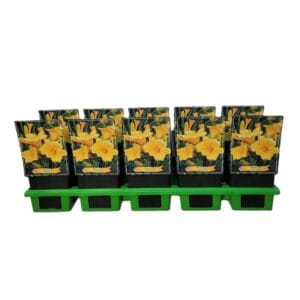 Hemerocallis Stella de Oro Hemerocallis 'Stella de Oro' P11
(10 Plants/Order)(11cmP 25cmH)