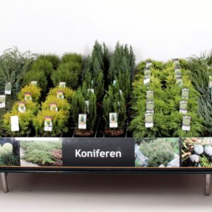 conifers and Heester Tafelconcept Basisassortiment C3 (mix kan afwijken From foto)
(1 Plants/Order)(19cmP 45cmH)