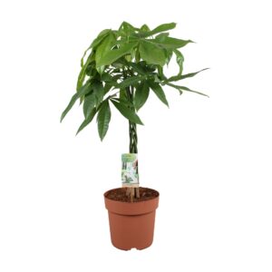 Pachira aquatica Pachira vlecht - hoogte 80-90 - stam 55
(1 Plants/Order)(21cmP 80cmH)