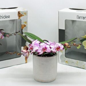 Phalaenopsis other L'arrangeur D'orchidee Special (GROEN)
(1 Plants/Order)(12cmP 35cmH)