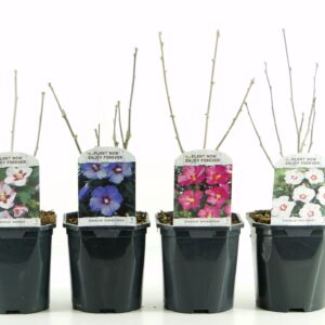 Hibiscus syriacus Hibiscus syriacus mix lagen
(6 Plants/Order)(17cmP 35cmH)