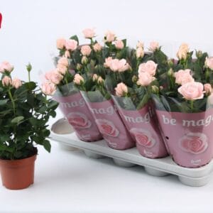 Rosa Light Pink Beau Monde Rosa Light Pink Beau Monde (12 cm)
(10 Plants/Order)(12cmP 28cmH)