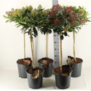 Skimmia Japonica GOLD SERIES Flower mix STAM
(1 Plants/Order)(24cmP 115cmH)