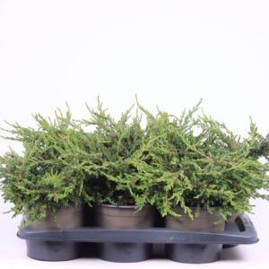 Juniperus communis Repanda Juniperus communis 'Repanda'
(1 Plants/Order)(17cmP 35cmH)