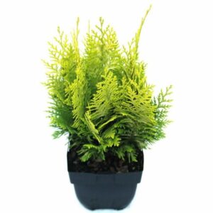 Chamaecyparis Ivonne Chamaecyparis lawsoniana 'Ivonne' P17
(6 Plants/Order)(17cmP 50cmH)