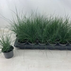 Festuca glauca fest9cm
(18 Plants/Order)(9cmP 15cmH)