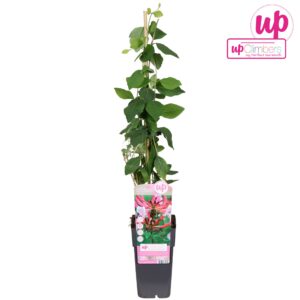 Lonicera Serotina Lonicera periclymenum Serotina P15
(10 Plants/Order)(15cmP 65cmH)