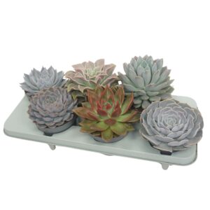 Echeveria mixed Echeveria mix 13 cm
(6 Plants/Order)(13cmP 15cmH)