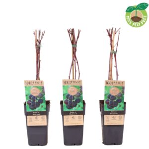 Rubus Thornless Rubus occidentalis 'Black Jewel'
(10 Plants/Order)(15cmP 50cmH)