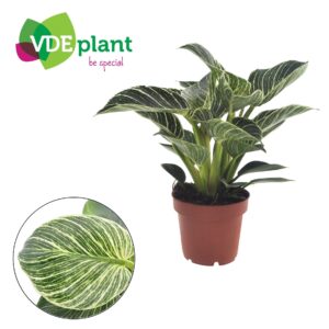 Philodendron Birkin Philodendron White Wave
(10 Plants/Order)(12cmP 25cmH)