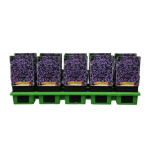 Campanula cochleariifolia Campanula cochleariifolia 'Jingle Blue' P11
(10 Plants/Order)(11cmP 25cmH)