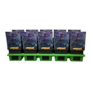 Pulsatilla vulgaris Pulsatilla vulgaris P11
(10 Plants/Order)(11cmP 25cmH)