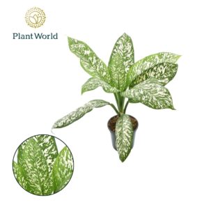 Dieffenbachia Dieffenbachia 'White Etna'
(1 Plants/Order)(21cmP 70cmH)