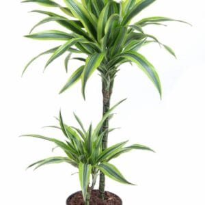 Dracaena Lemon Lime Dracaena Lemon Lime 45-15
(1 Plants/Order)(19cmP 100cmH)