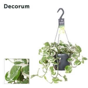 Epipremnum pinnatum NJoy Epipremnum N'Joy
(6 Plants/Order)(17cmP 30cmH)