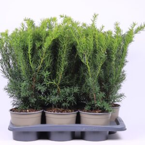 Taxus media Densiformis Taxus media 'Densiformis'
(6 Plants/Order)(17cmP 50cmH)