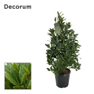 Laurus nobilis Laurus nobilis Piramide
(1 Plants/Order)(25cmP 100cmH)