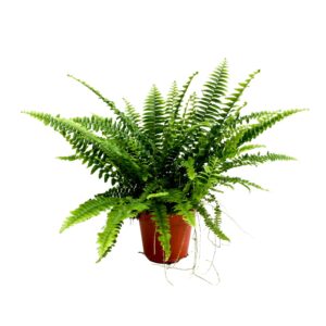 Nephrolepis Green Lady Nephrolepis Green Lady MET hoes
(12 Plants/Order)(12cmP 35cmH)