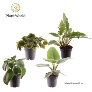 Indoor plants Groenmix Island Saver
(6 Plants/Order)(14cmP 40cmH)
