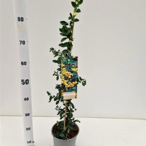Pyracantha Soleil dOr Pyracantha 'Soleil d'Or' - gestokt
(1 Plants/Order)(17cmP 90cmH)