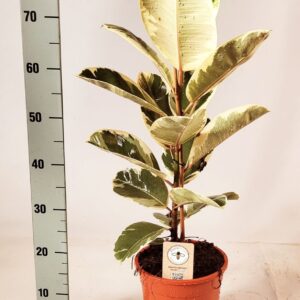 Ficus Tineke Ficus elastica Tineke 85cm
(1 Plants/Order)(21cmP 85cmH)