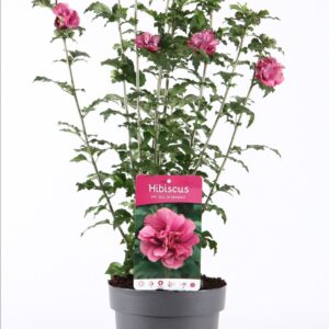 Hibiscus syriacus Duc de Brabant Hibiscus syr. 'Duc de Brabant' P19/C3
(1 Plants/Order)(19cmP 55cmH)