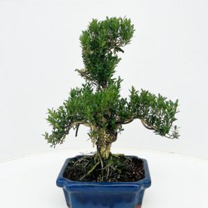 Bonsai buxus harlandii, 20 cm shape, without driptray
(3 Plants/Order)(20cmP 30cmH)