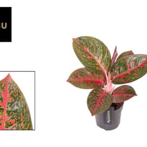Aglaonema other Aglaonema Red Sprinkles
(12 Plants/Order)(12cmP 45cmH)