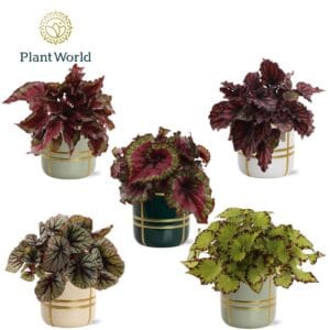 Begonia Rex Begonia rex Magic Colours in Pot Lauri
(6 Plants/Order)(12cmP 25cmH)