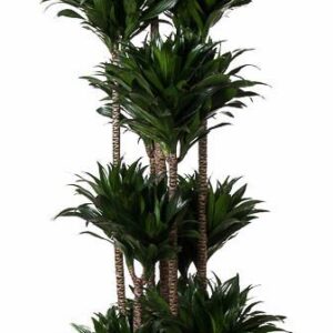 Dracaena Compacta Dracaena Compacta 150-carrousel
(1 Plants/Order)(40cmP 180cmH)