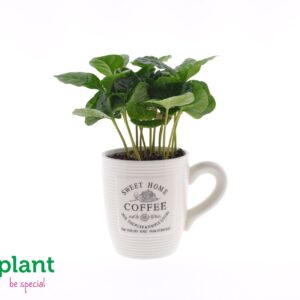Coffea arabica Coffea in Koffiemok white
(12 Plants/Order)(9cmP 15cmH)