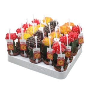 Gymnocalyc Japan Gymnocalycium mix geënt 5,5 cm met picker+etiket
(20 Plants/Order)(5.5cmP 15cmH)