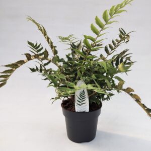 Cyrtomium fortunei clivicola Cyrtomium fortunei var. Clivicola ES19 3,0L
(1 Plants/Order)(19cmP 30cmH)