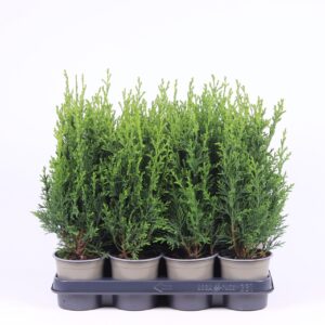 Chamaecyparis Robusta Chamaecyparis lawsoniana 'Robusta'
(11 Plants/Order)(11cmP 30cmH)