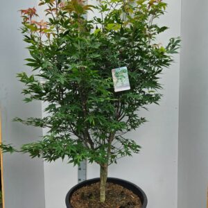 Acer palmatum Osakazuki Acer palmatum 'Osakazuki'
(1 Plants/Order)(59cmP 160cmH)
