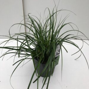 Carex oshimensis Carex 'Evergreen'
(6 Plants/Order)(17cmP 30cmH)