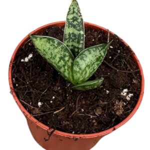 Sansevieria other Sansevieria Zebra
(16 Plants/Order)(6cmP 5cmH)