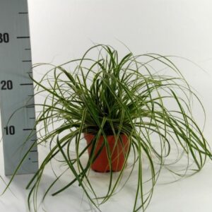 Carex morrowii Carex 'Fisher's Form' p12
(10 Plants/Order)(12cmP 15cmH)