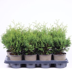 Thuja Holmstrup Thuja occidentalis 'Holmstrup'
(8 Plants/Order)(13cmP 40cmH)