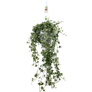 Hedera Eva Hedera helix Eva - hang/XXL
(1 Plants/Order)(24cmP 120cmH)