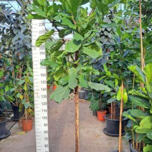 Ficus lyrata Ficus Lyrata stam 280
(1 Plants/Order)(30cmP 280cmH)