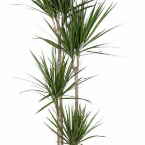Dracaena marginata Dracaena Marginata 120-90-60-30
(1 Plants/Order)(27cmP 190cmH)