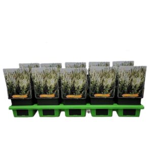 Salvia nemorosa Sensation White Salvia nemorosa 'Sensation White' P11
(10 Plants/Order)(11cmP 25cmH)