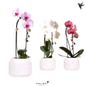 Phalaenopsis Elegant Cascade Kolibri Orchids Cascade Niagara Fall mix 1 spike in Maze Pot white
(3 Plants/Order)(12cmP 50cmH)