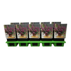 Phygelius capensis Phygelius rectus 'Candy Drops Rose' P11
(10 Plants/Order)(11cmP 25cmH)