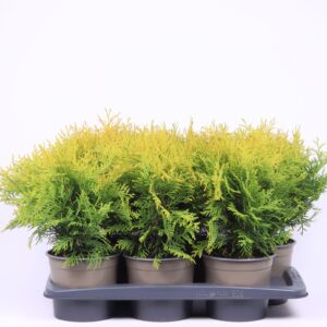 Thuja Golden Globe Thuja occidentalis 'Golden Globe'
(6 Plants/Order)(17cmP 45cmH)