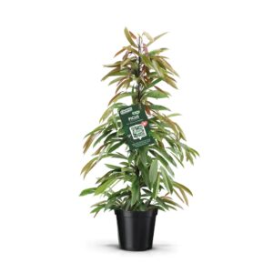Ficus Amstel King Ficus AmstelKing 
(1 Plants/Order)(21cmP 105cmH)