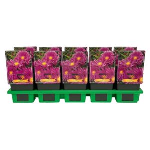 Aster Aster 'Tonga' P11
(10 Plants/Order)(11cmP 25cmH)