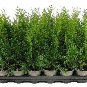 Thuja Smaragd Thuja occidentalis 'Smaragd' 
(18 Plants/Order)(9cmP 33cmH)